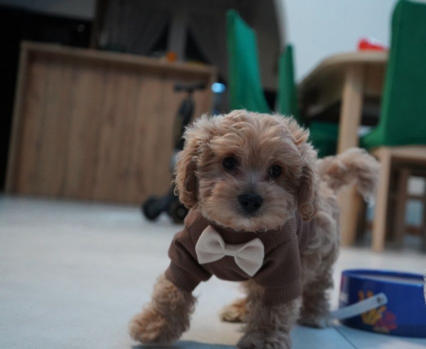 Chłopiec Maltipoo do odbioru