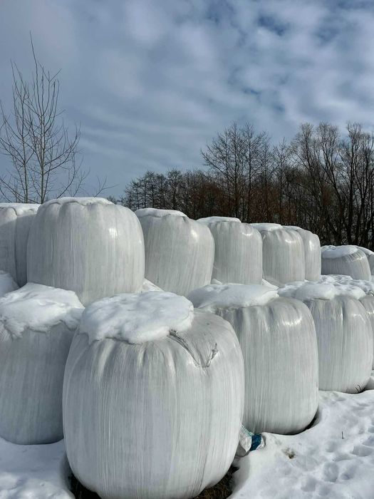 bele 125 cm belki z sianokiszonki 130 zł sianokiszonka