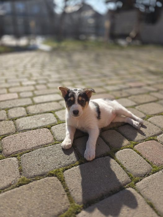Цуценя дівчинка в добрі руки