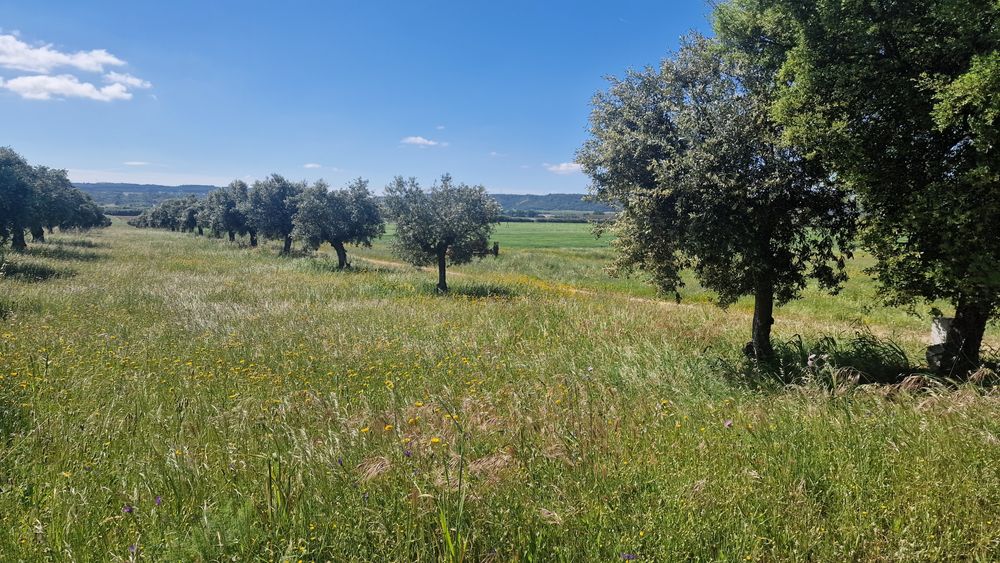 Terreno em Montalvo constância corela grande santarem  distrito Santar