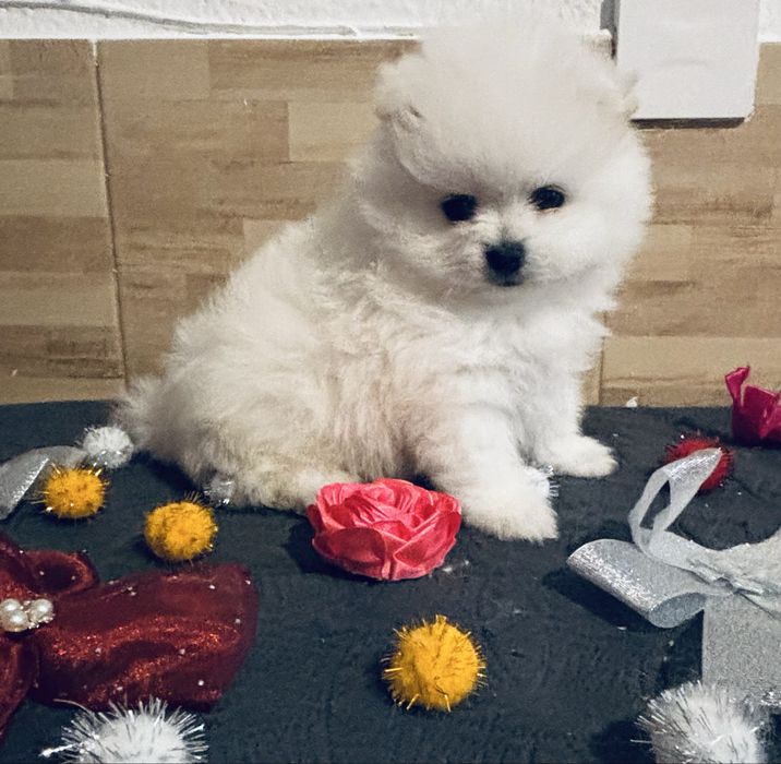 Spitz .anao .lulu da pomerania macho