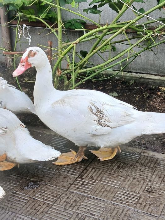 Продам індо уток