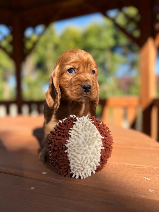 Mocno złota sunia Cocker Spaniel Angielski rodowód wyprawka