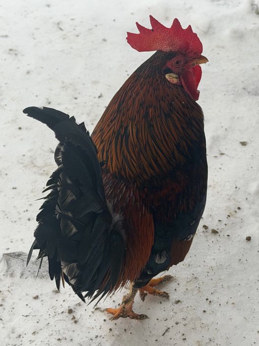 Півні бентаики (ліліпути)