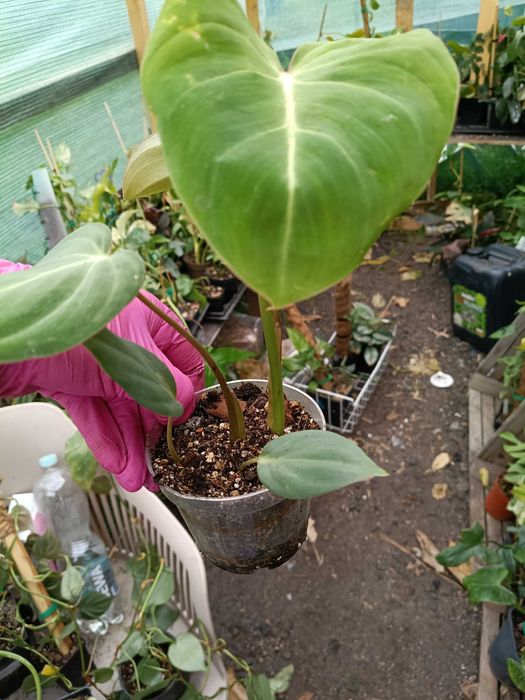philodendron Gloriosum