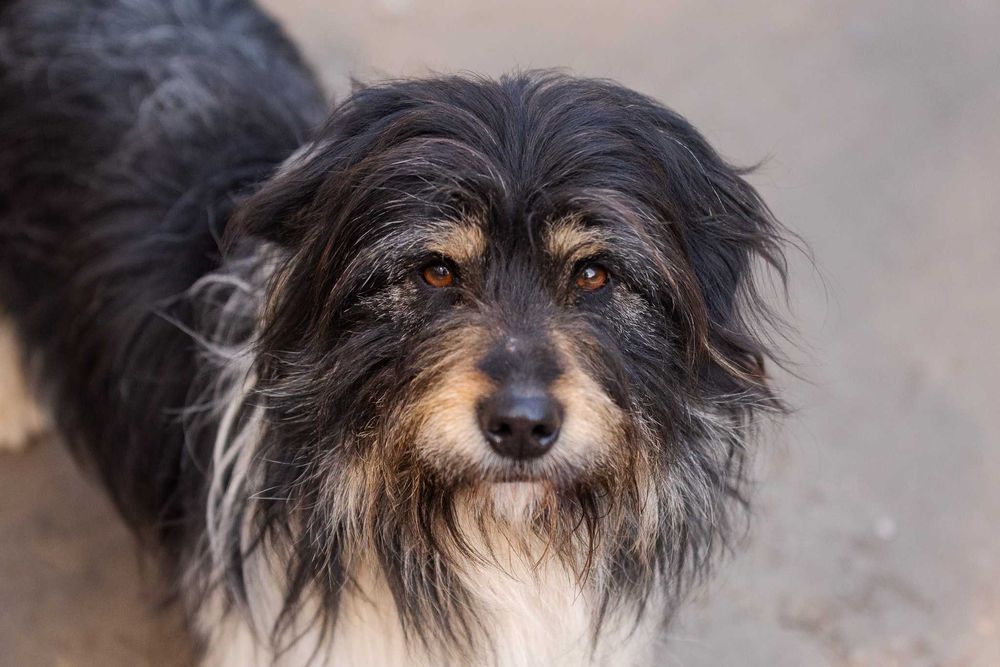 Morfi – pies gotowy na dom i relację na zawsze