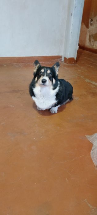 В'язка Кабель Вельш корги пемброк.