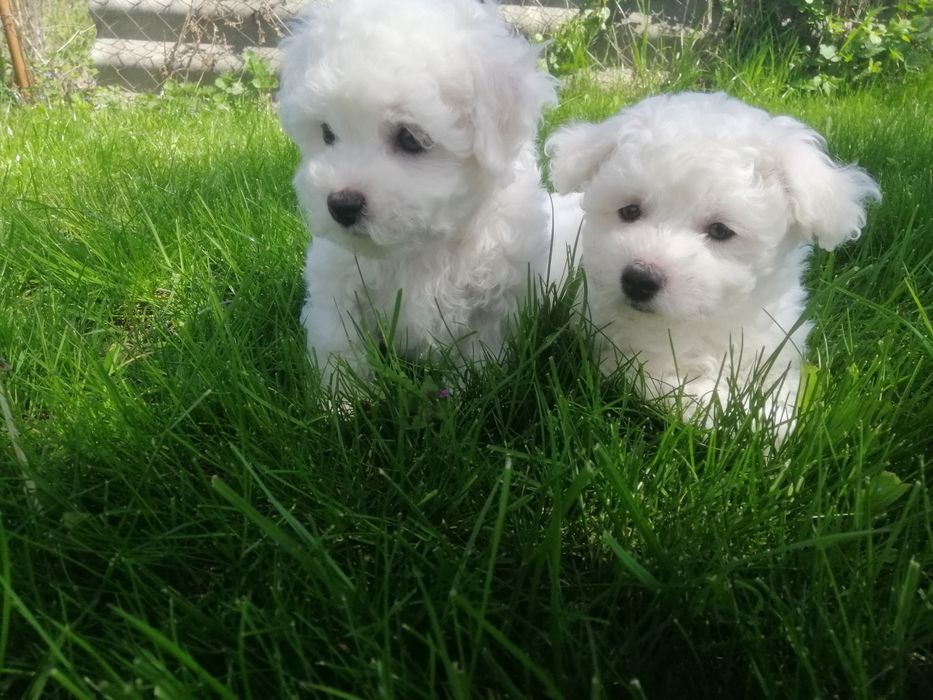 Бішон фрізе бишон фризе