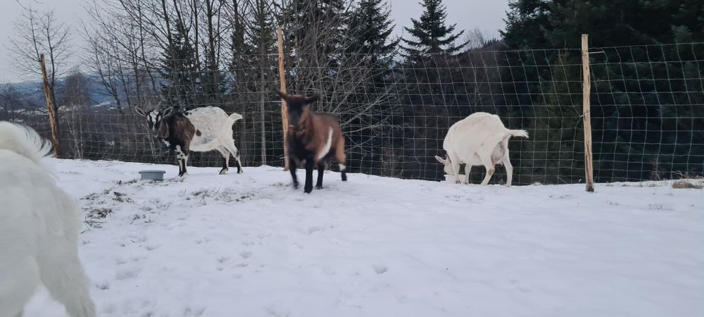 Mleko i sery kozie