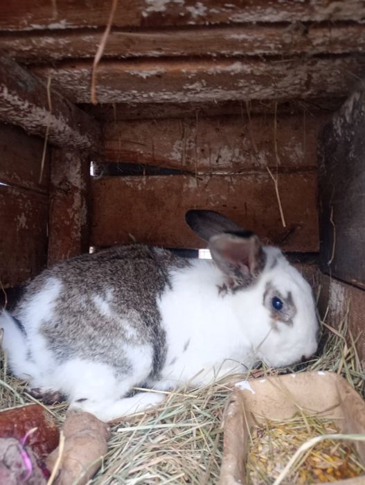 Królik samiec srokacz