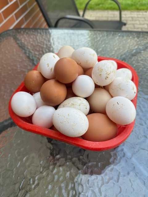 jajka wiejskie od młodych kurek