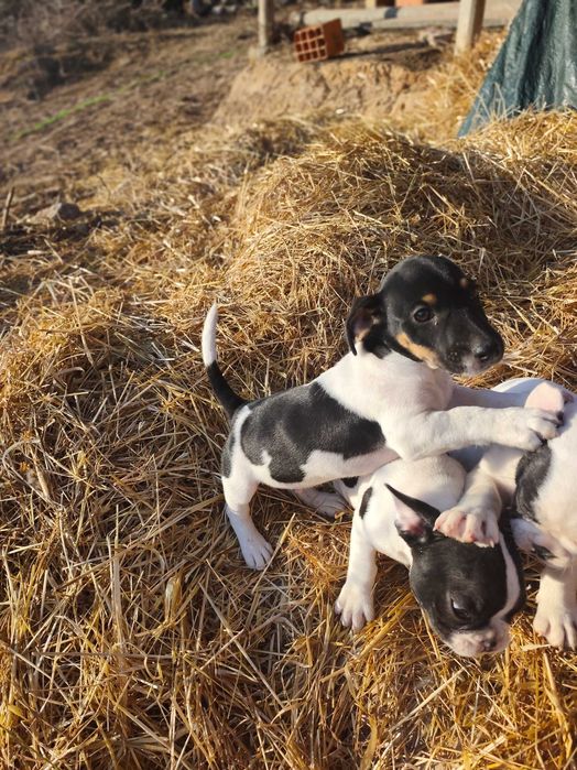 ..Jack Russell..Macho