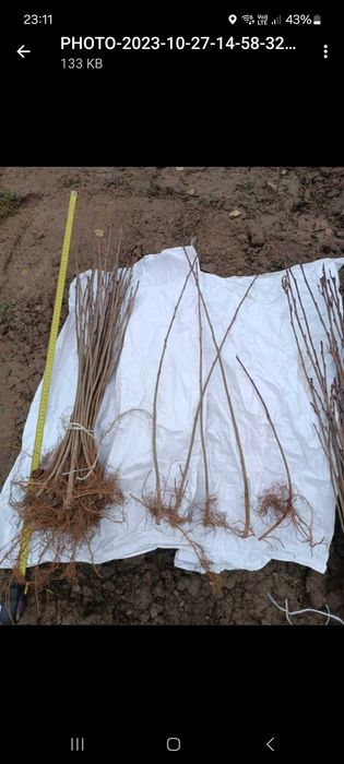 Sadzonki aronii Galicjanka. 1 roczne odkłady wegetatywne.