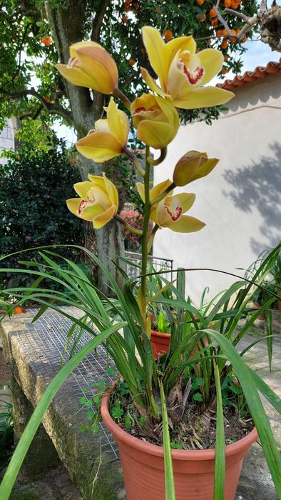 Orquídeas variadas cores