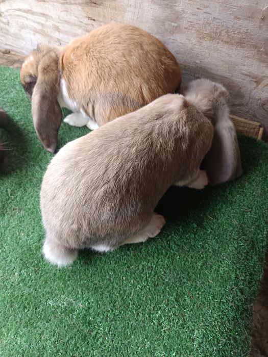 Sprzedam młode barany francuskie