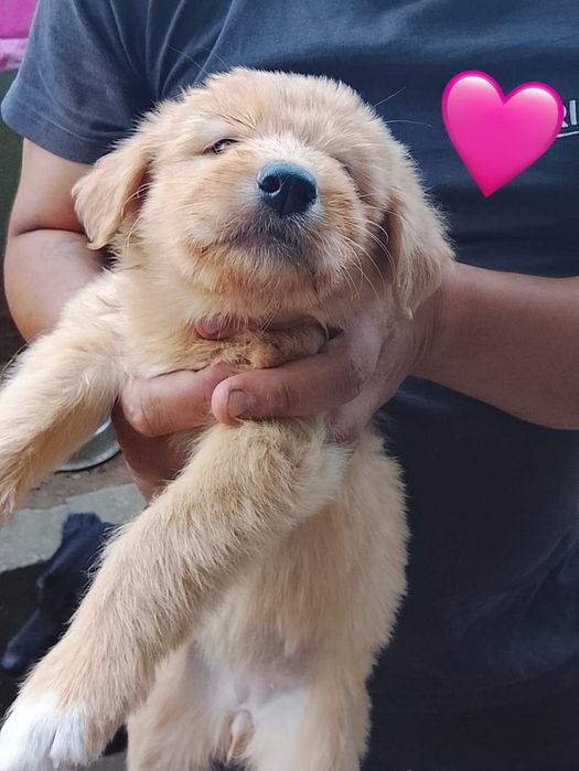 Cães bebés para adoção responsável