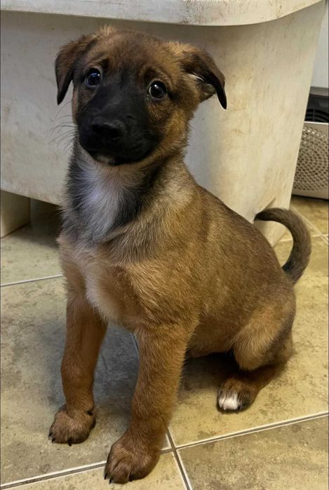 Szczeniaczek Amik szuka domu