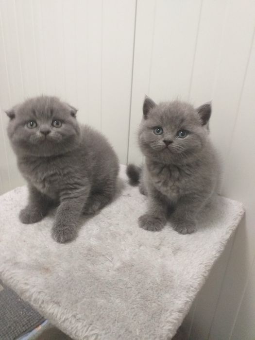 Scottish straight gatinho