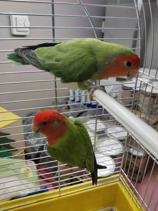 Papugi nierozłączki czerwonoczelna