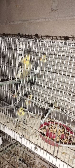 Vendo caturras e kakarakis