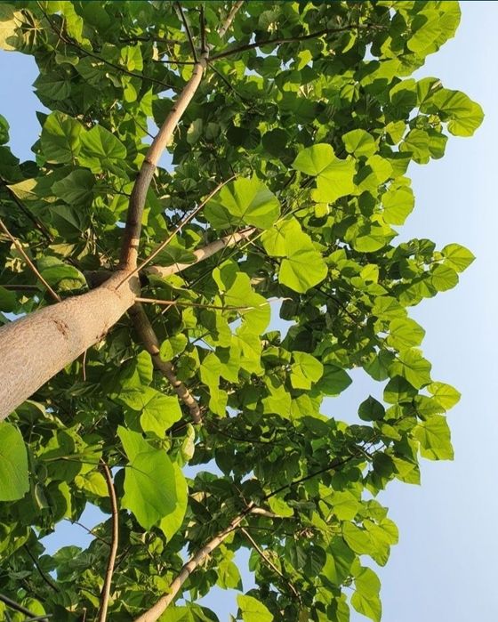 Paulownia (pawłownia) tomentosa