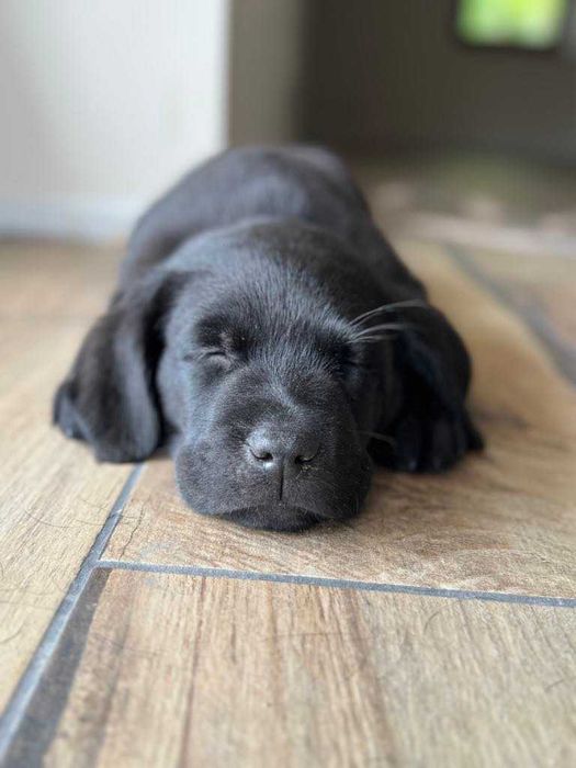 Labrador Retriever czarny ZKwP (FCI) szczeniak po Championie