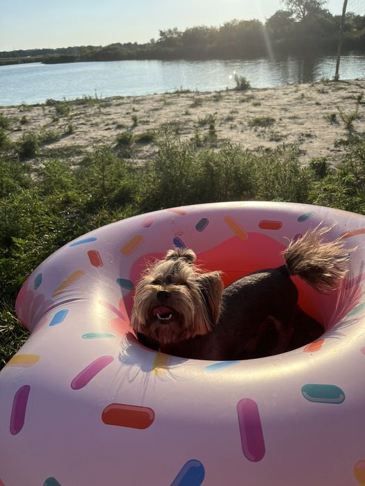 Вязка Йорка шоколад