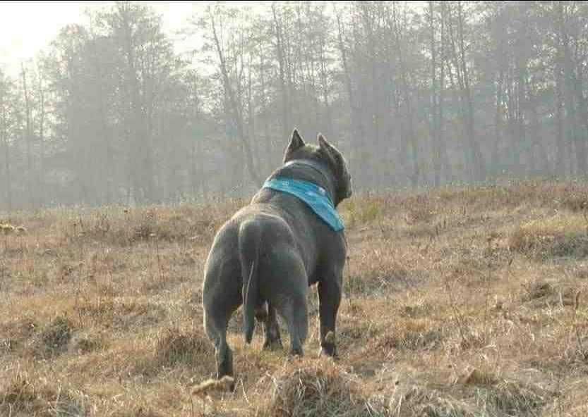 Szczeniak Amstaff,  samiec białogłowy, z rodowodem.  Błękitno pręgowany.