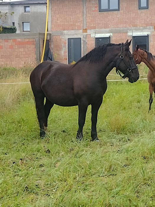 Klacz zrebna z licencją