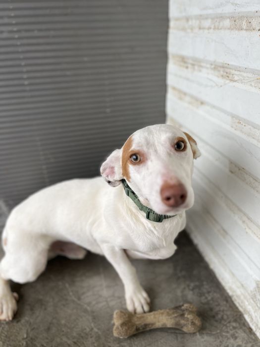 Benji- Um jovem cãozinho