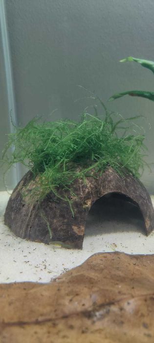 Côco com musgo de java