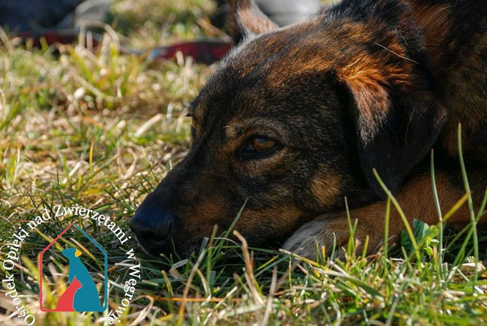 Mały,  bardzo przyjazny piesek Baldo szuka domu! Adoptuj!