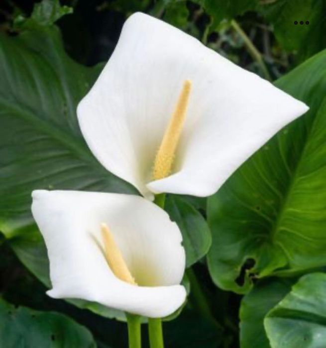 Велика доросла рослина Калла