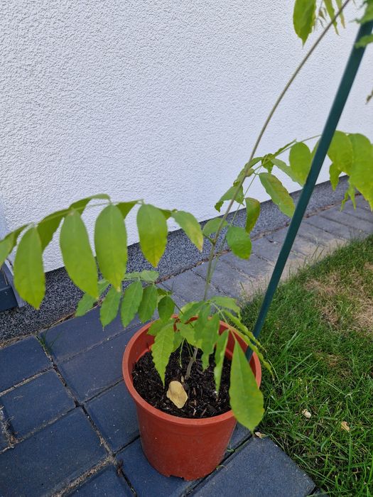 Krzew wisteria 103cm