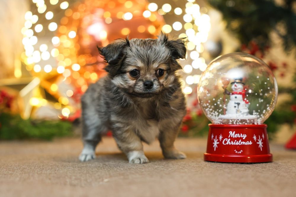 Chihuahua długowłosa suczka