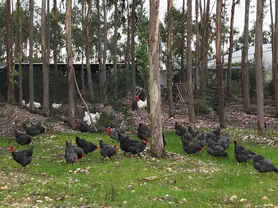Galos 4 raças autóctones portuguesas - Pedrês, amarela e Preta - BIO