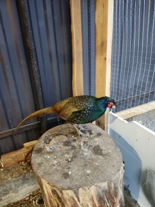 Продам ромунських фазанів