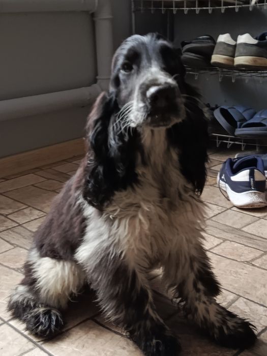 Piesek rasy Cocker Spaniel