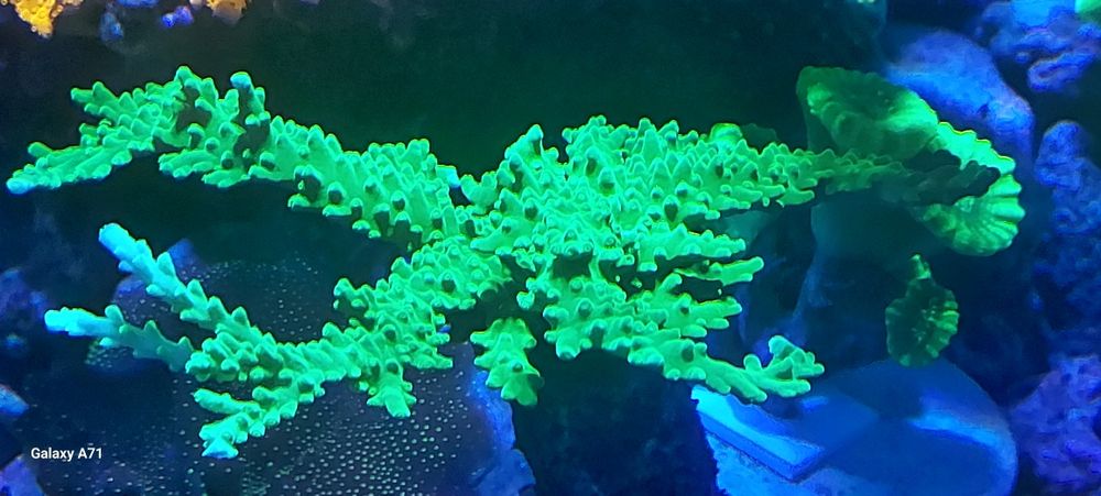 Diversos corais para venda