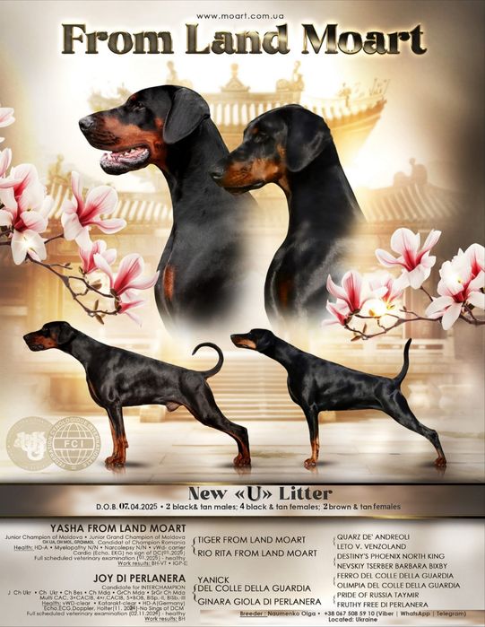 ТОП щенки добермана. Цуценята добермана розплідник.Доберман Доставка.