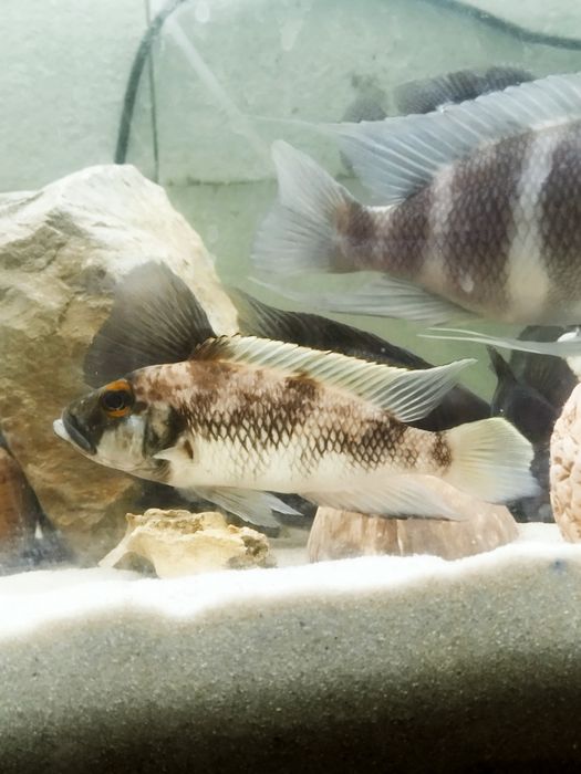 Lepidiolamprologus lemairi sibwesa f1