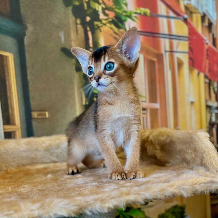 Абіссинські кошенята - ваше маленьке диво вже чекає!!!