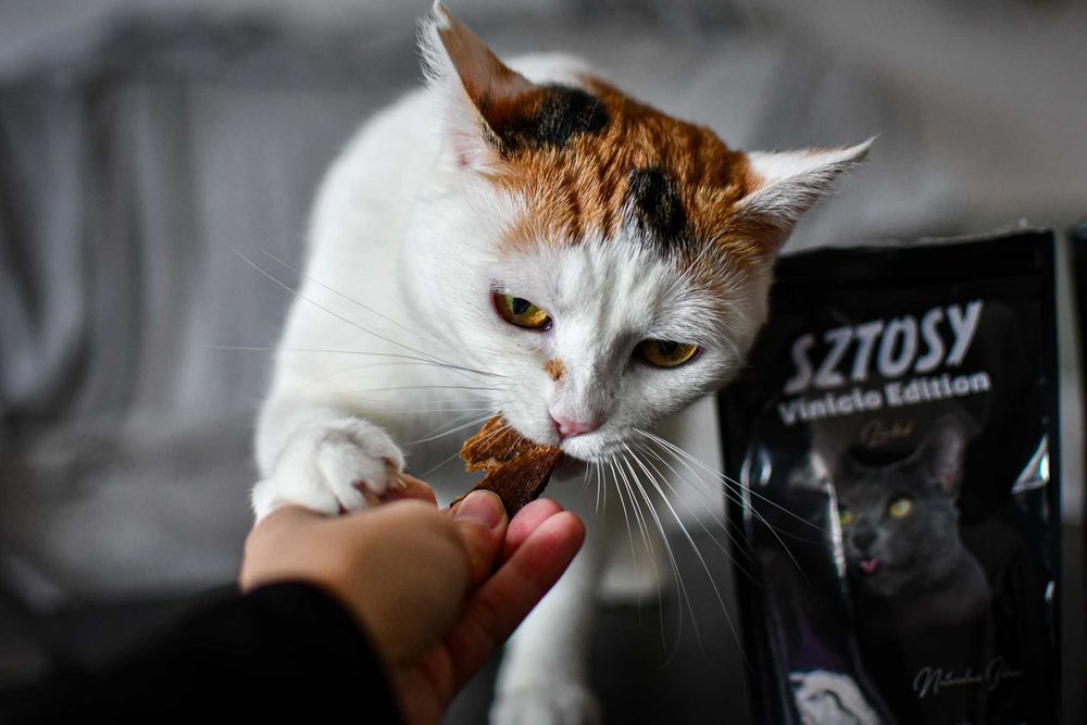 Trikolorka szuka domu!