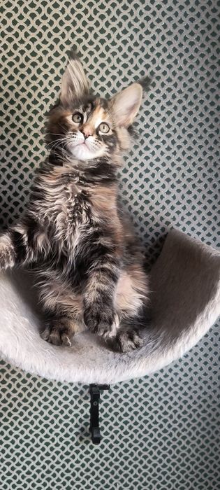 Котенок Мейн Кун