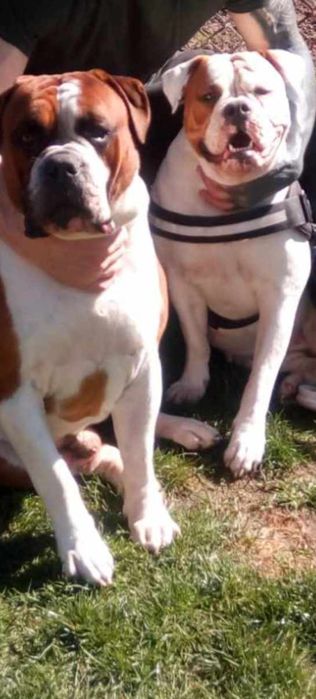 Buldog Amerykański (Suczka)