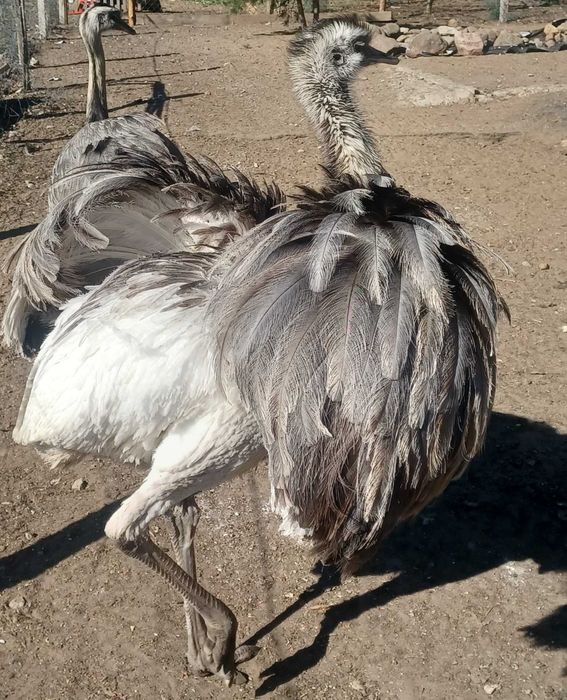 jajka lęgowe nandu (strusia)