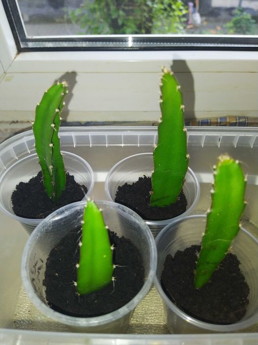 Питахайя кактус.