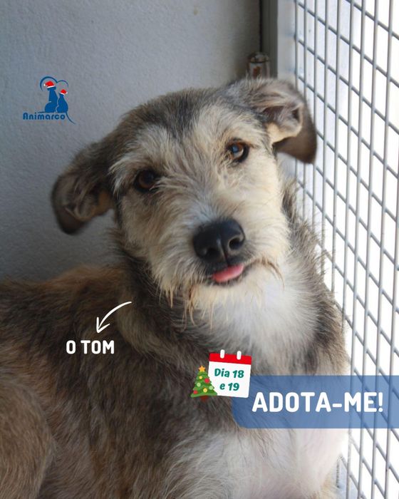 Tom - cao jovem porte grande