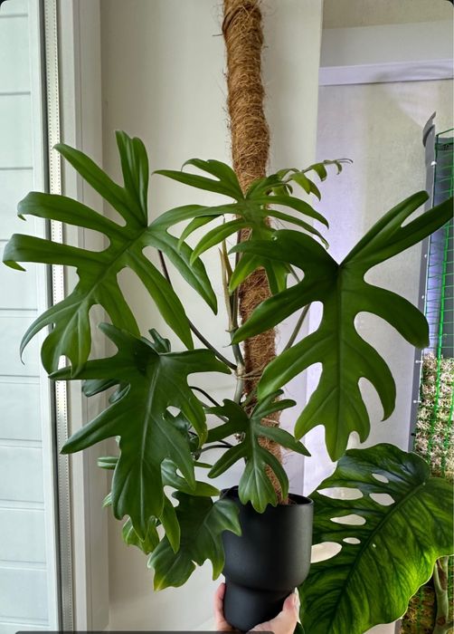 Філодендрон радіатум (лучистий) / Philodendron radiatum