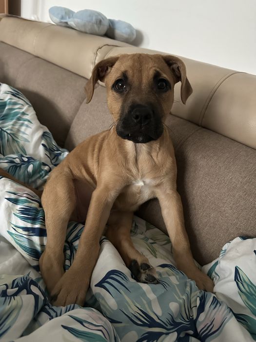 Suczka do adopcji amsatff